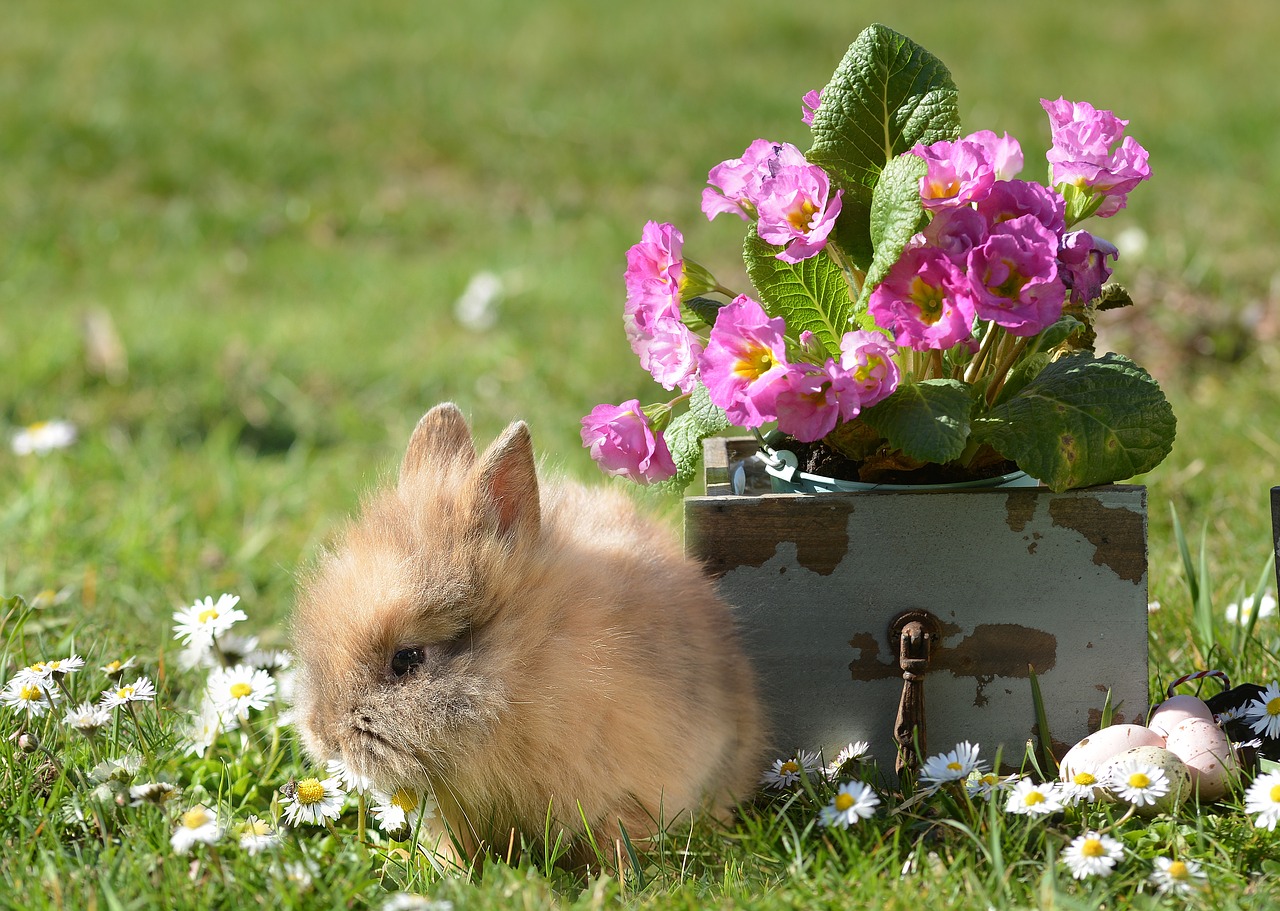 Un lapin nain au jardin
